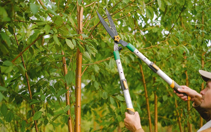 Tree trimming in Chetek, WI